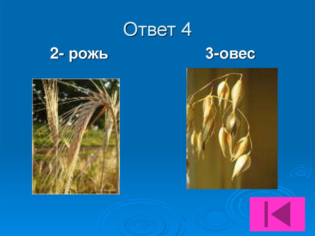 Ответ 4