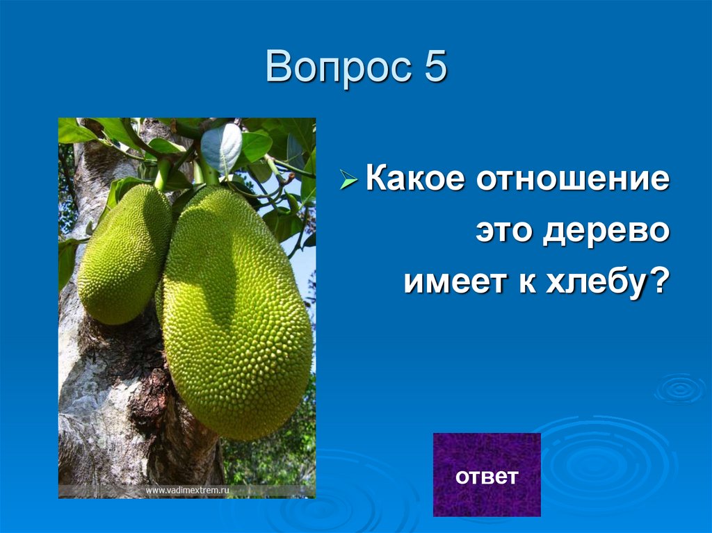 Вопрос 5
