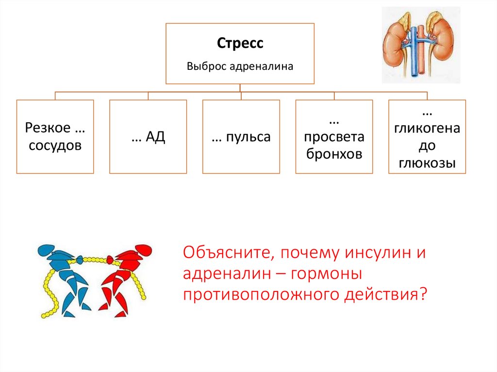 Адреналин или инсулин 6 букв. Гормоны противоположного действия. Адреналин гормон. Эффекты гормона адреналина. Адреналин гормон какой железы.