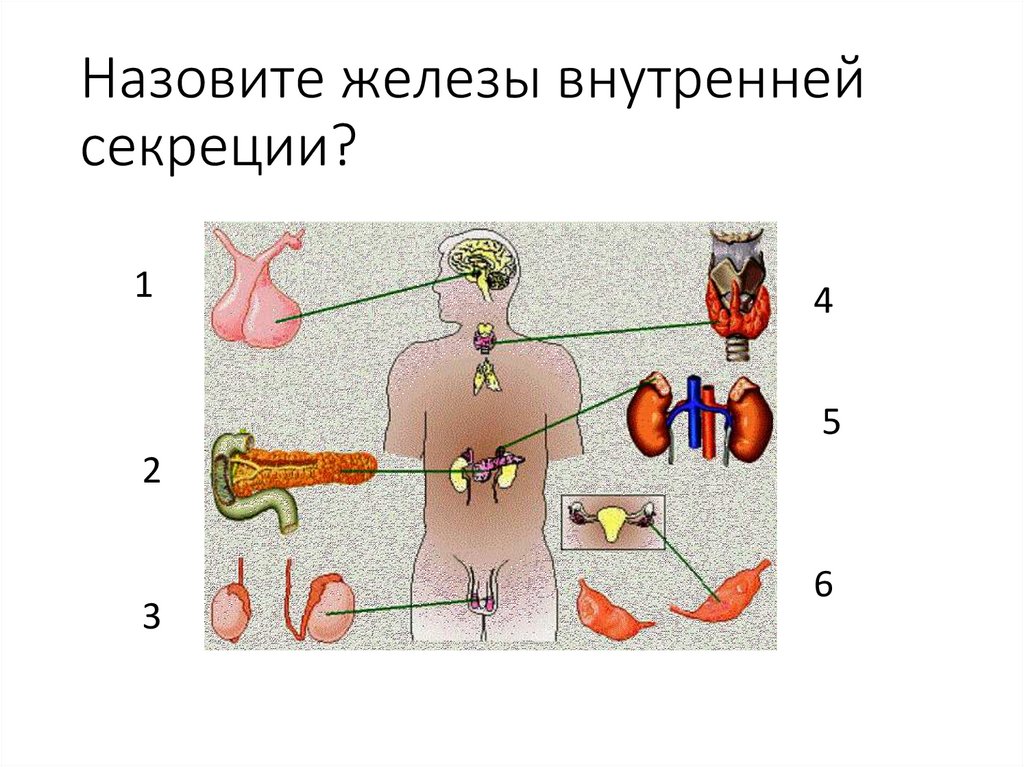 К эндокринным железам относятся