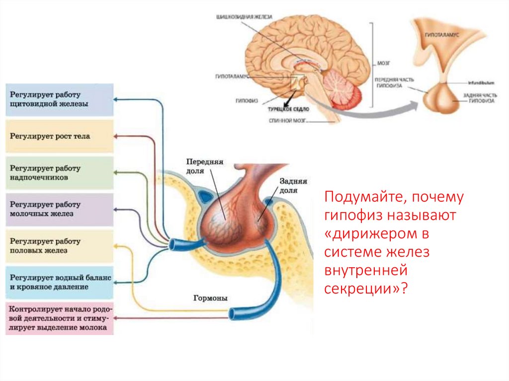 Железы презентация 8 класс