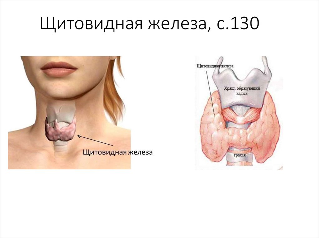 Зоб тест. Щитовидная железа расположение. Щитовидной железо расположение. Расположение щитовидной железы у женщин.