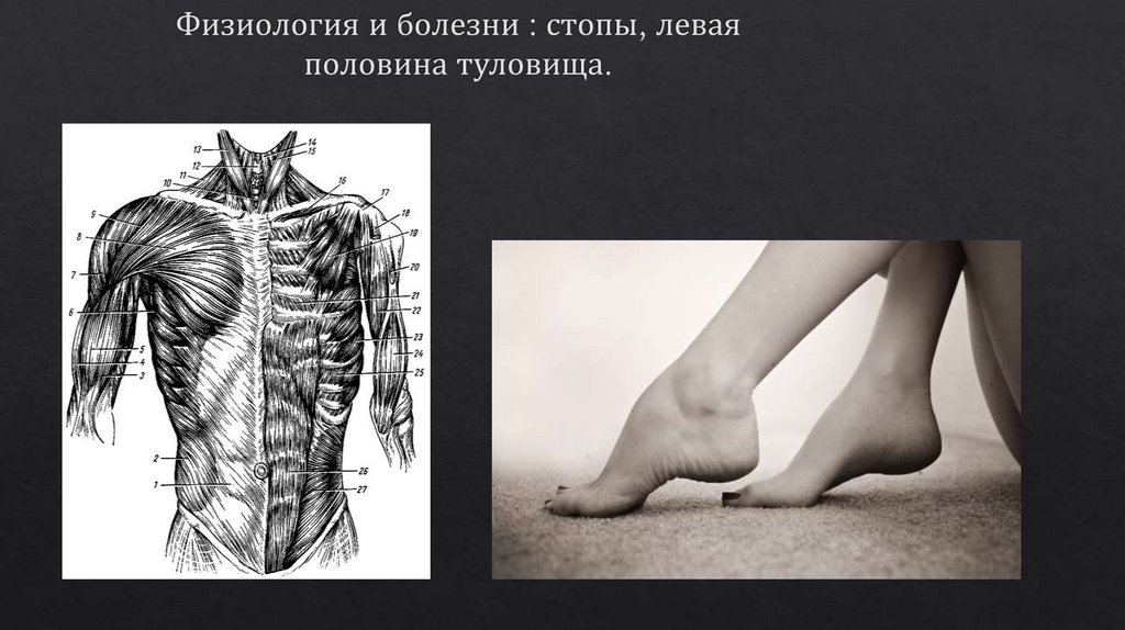 Половина это. Левая половина тела. Половина туловища картинка.