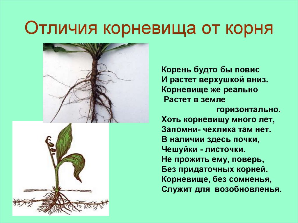 Отличить корень. Отличие корневища от корня. Корень и корневище. Как отличить корневище от корня.