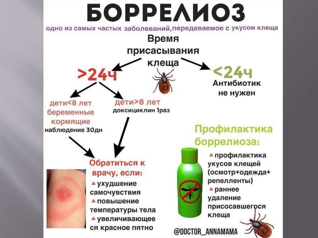 Схема профилактики боррелиоза