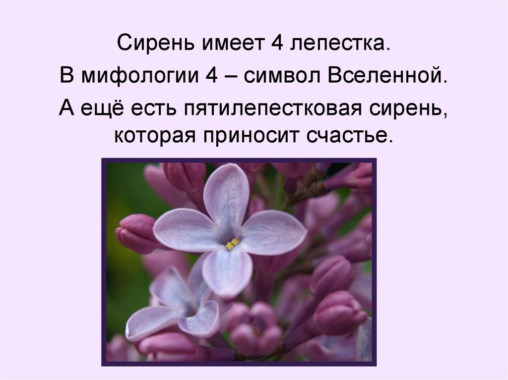 Загадка на двоих сирень. Рассказ про сирень. Сирень интересные факты. Сирень для презентации. Сирень презентация для детей.