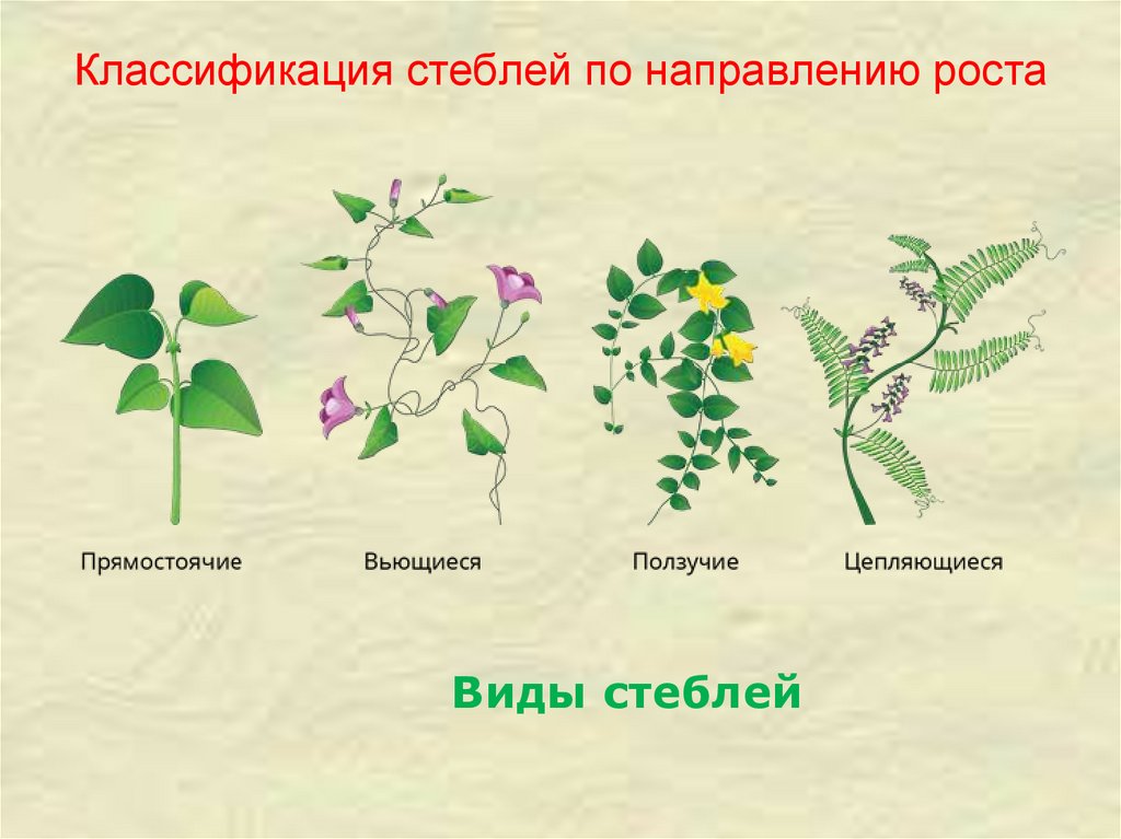 По направлению роста стебель