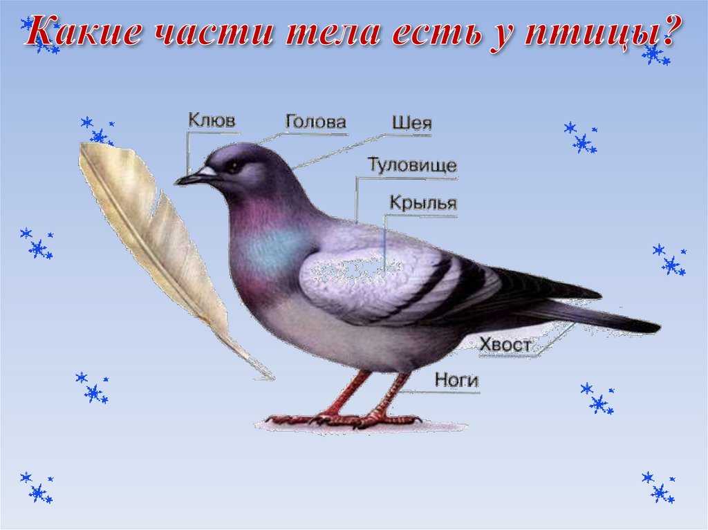 Какие части тела есть у птицы?