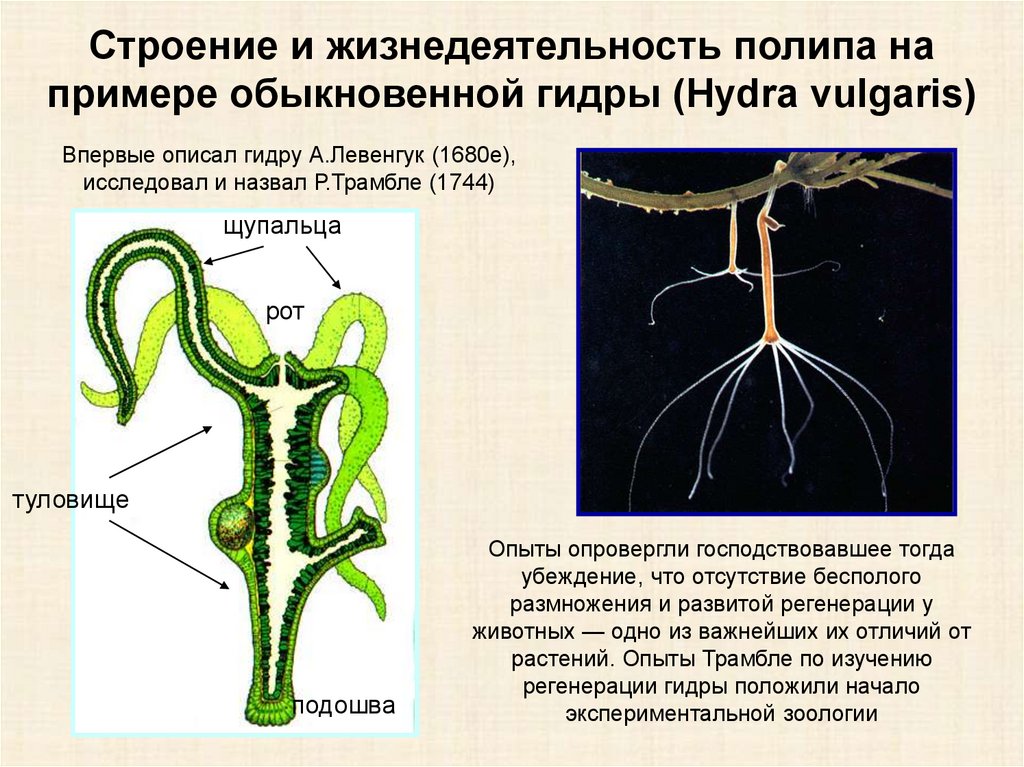 Гидра биология рисунок