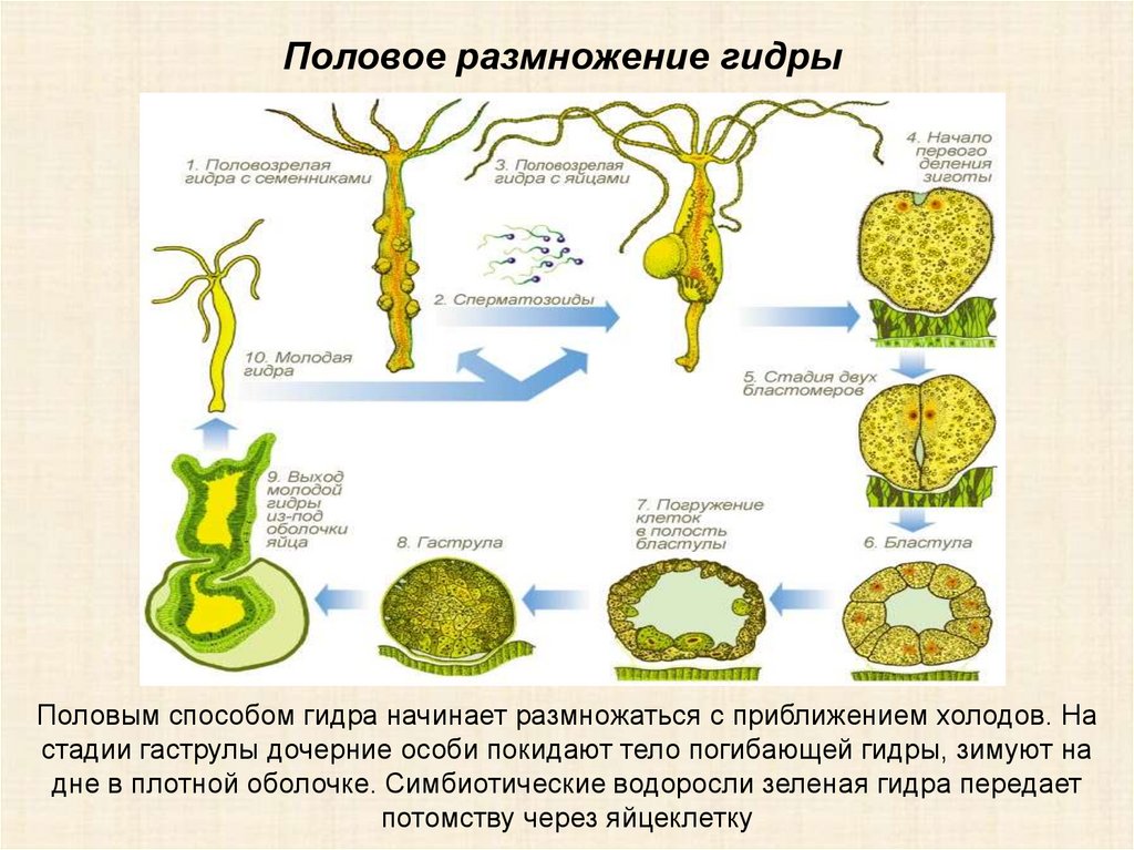 Многоклеточные схема