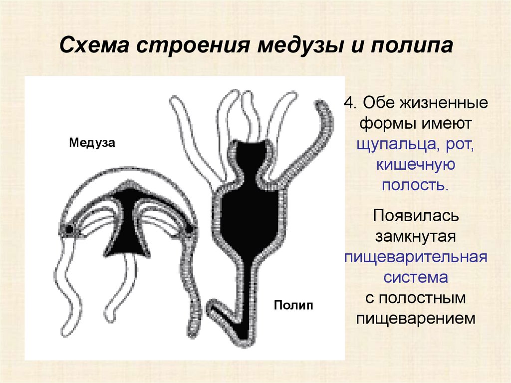 Чем различается образ жизни полипа и медузы