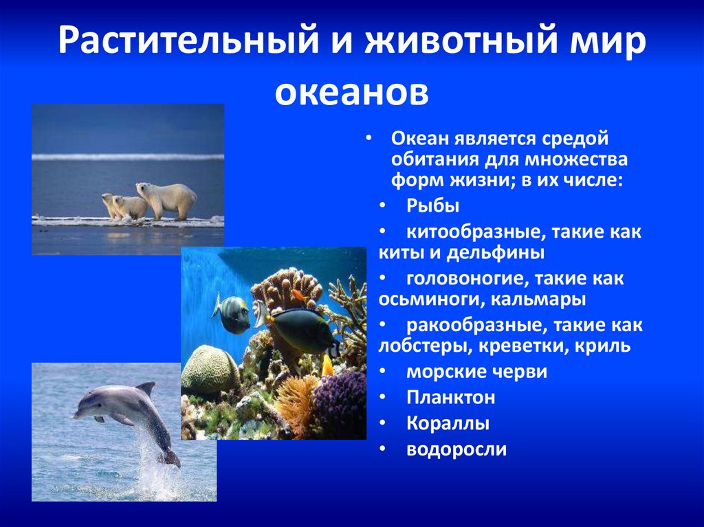 Растительный и животный мир океанов
