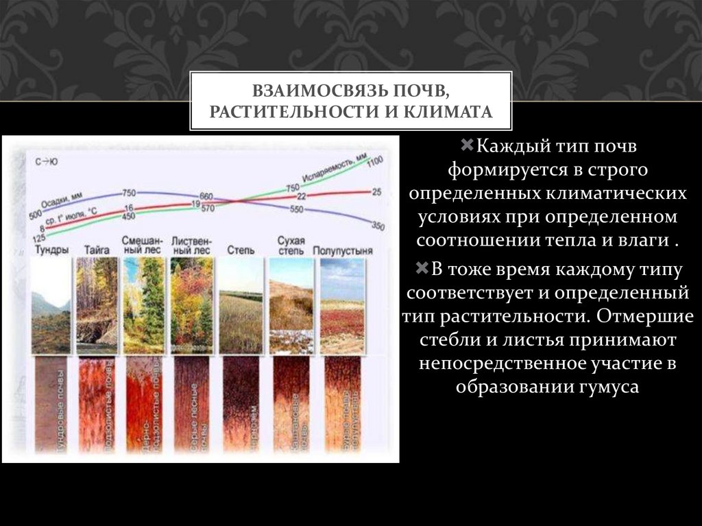 Почвы России. Виды почв в России. Наиболее распространенные почвы России. Проектная работа почвы России.