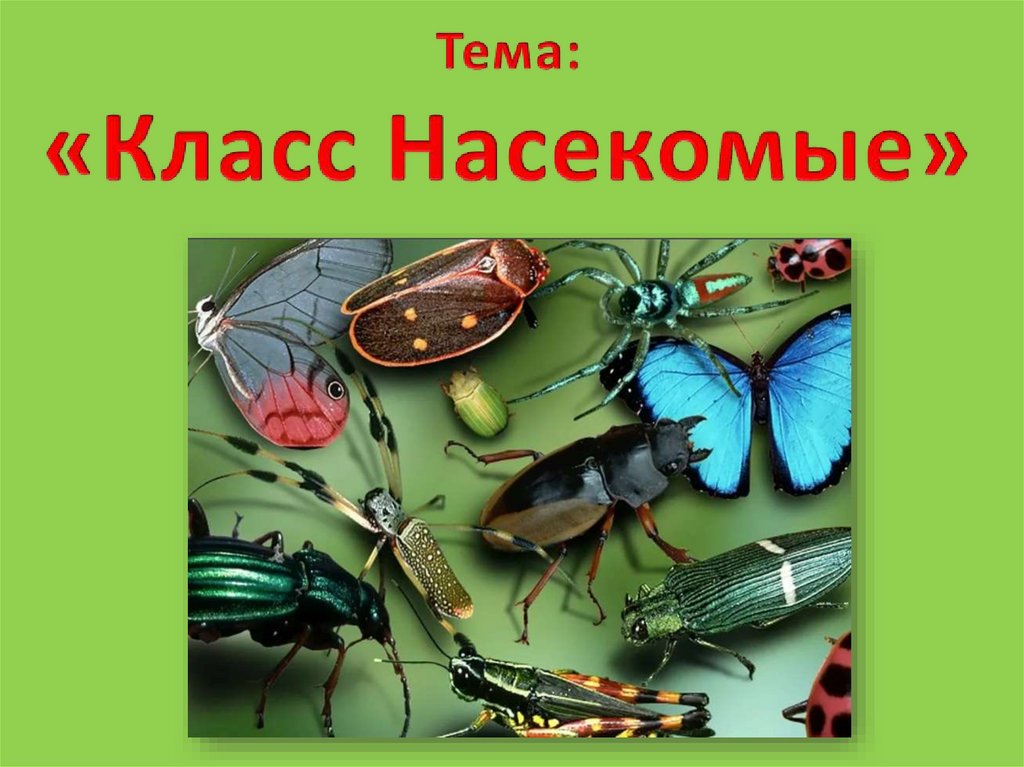 5 насекомых