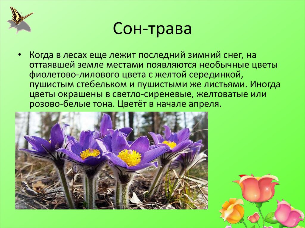 Сон трава почему так назвали. Сон трава. Сообщение о цветке сон трава. Сон-трава красная книга. Сон трава рассказ.