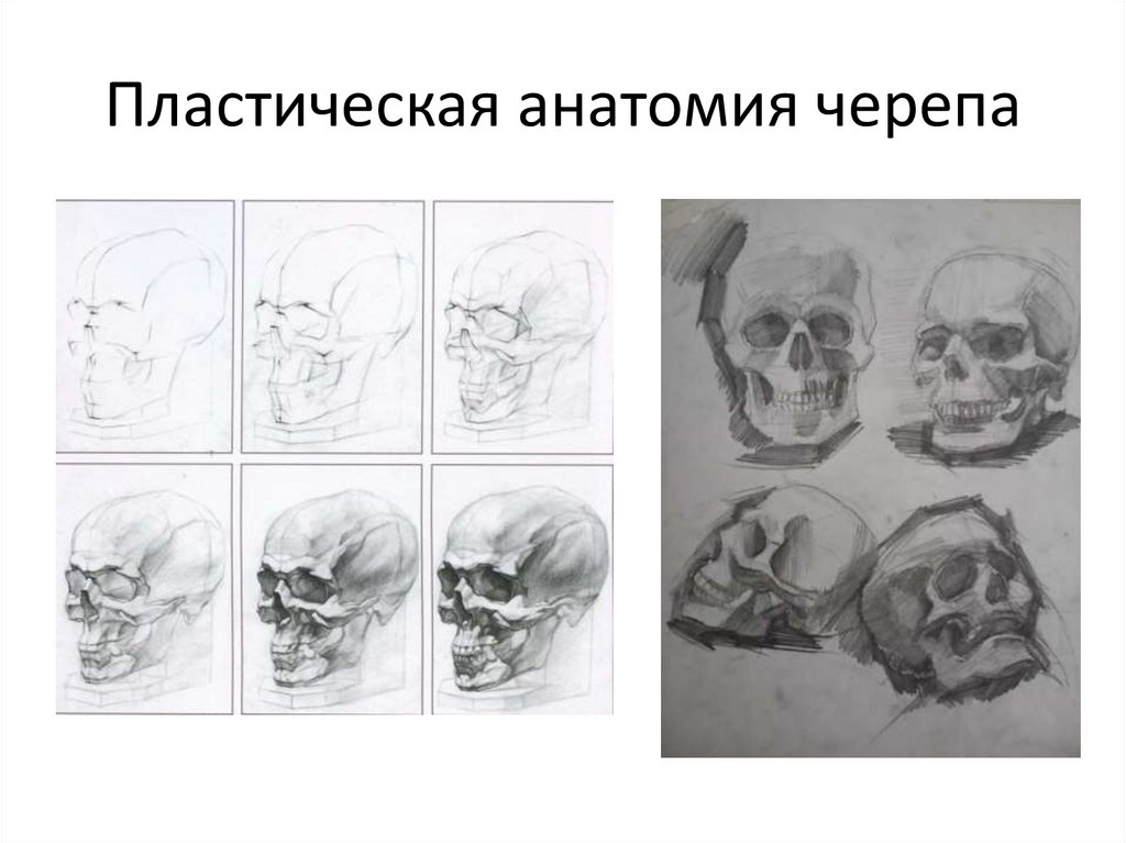 Пластическая анатомия черепа