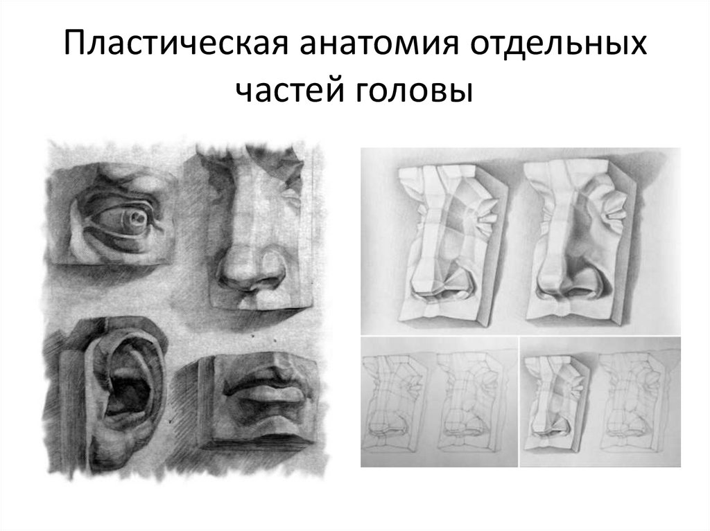 Пластическая анатомия отдельных частей головы