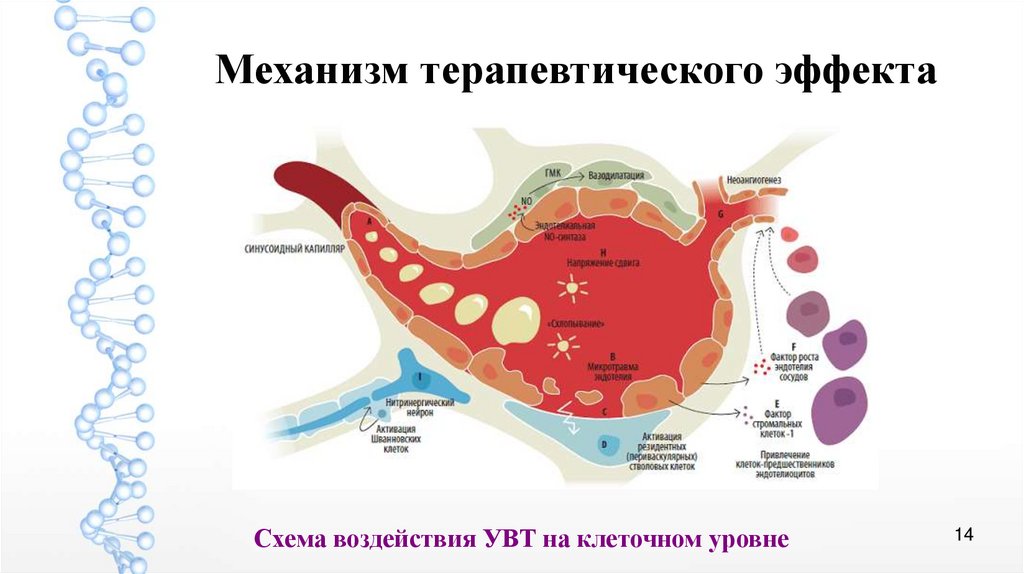 Терапевтический эффект. Фармакологическое воздействие на клеточном уровне. УВТ триггеры воздействие схема. Воздействия бас на клетку. Оланзапин механизм терапевтический эффект.