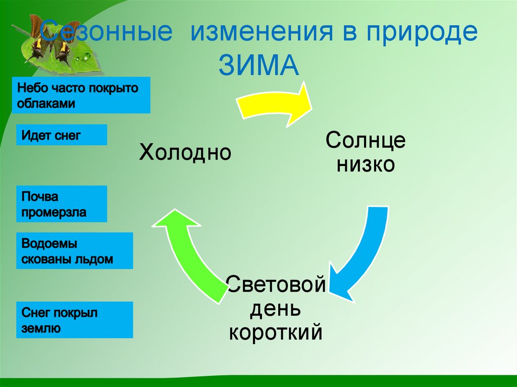 Какие изменения происходят в классе. Сезонные изменения в природе. Сезонные изменения в природе зимой. Сезонные изменения растений в природе. Сезонные изменения в жизни растений.