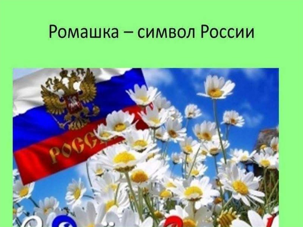 Какой цветок является символом праздника день семьи. Ромашка символ России. Цветочные символы России.