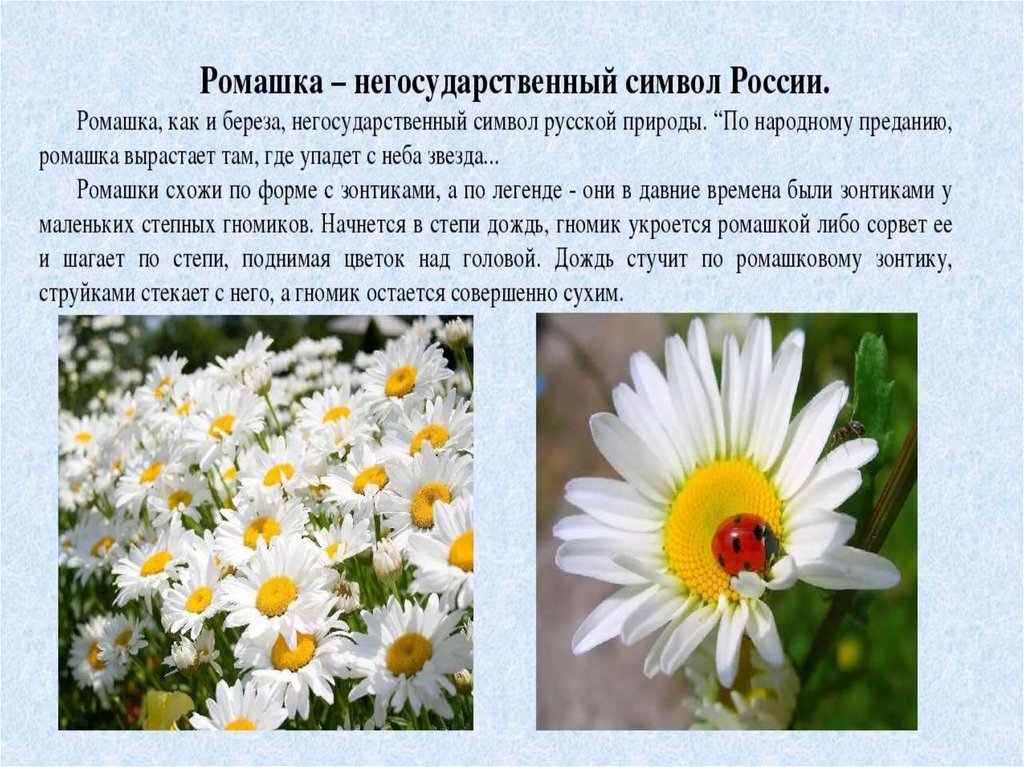 Какой цветок является символом всероссийского дня семьи. Ромашка символ. Ромашка символ семьи. Что символизирует Ромашка. Ромашка символ России для дошкольников.