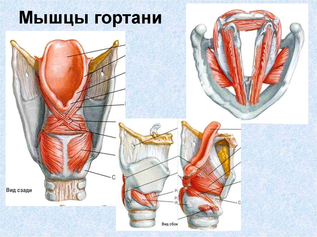 Мышцы горла