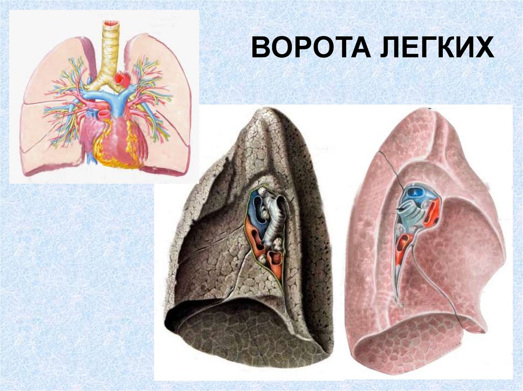 Оболочка легких 6. Серозная оболочка легких. Аномалии развития дыхательной системы. Аномалии развития дыхательной системы анатомия. Легкие снаружи покрыты серозной оболочкой —легочной плеврой.