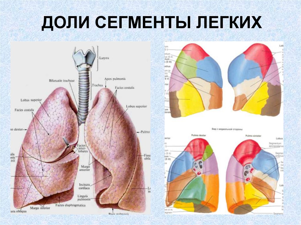 4 5 сегменты легкого. Доли и сегменты легких. Легкие по сегментам и долям. Доли и сегменты легких схема. Деление легких на доли и сегменты.