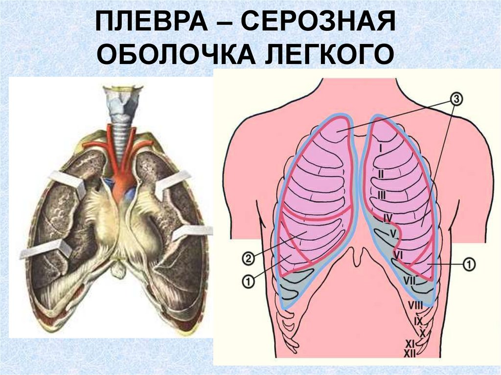 Плевра это. Серозная оболочка лёгких. Оболочки легких. Скрозная оболочка лёгких.