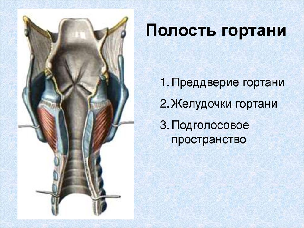 Преддверие гортани ограничено. Складка преддверия гортани.