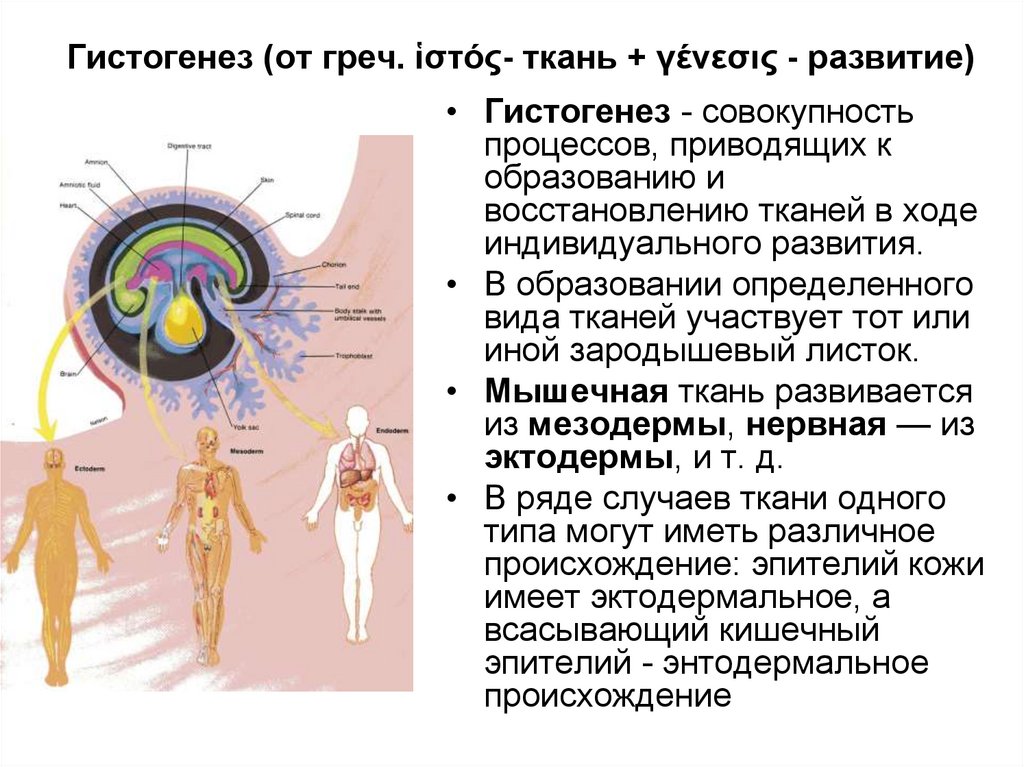 Совокупность процессов развития. Гистогенез. Процессы гистогенеза. Гистогенез сущность процесса. Основные этапы гистогенеза.