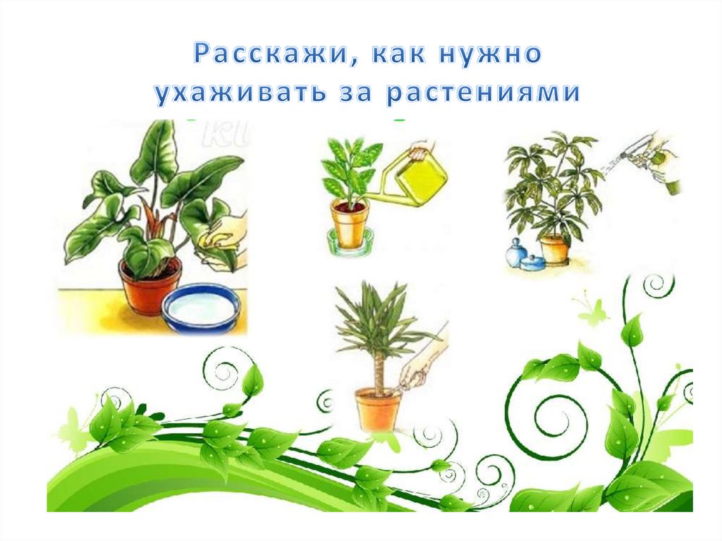 Знакомство С Комнатными Растениями В Средней Группе