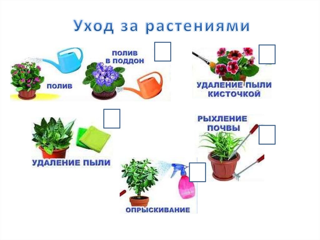 Комнатные растения презентация 7 класс. Комнатные растения в школе. Комнатные растения в школе проект. Школьные растения. Комнатные растения картинки для презентации.