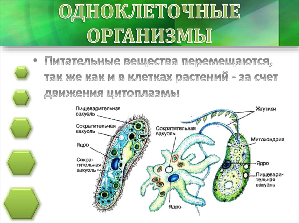 Презентация движение организмов 6 класс пасечник