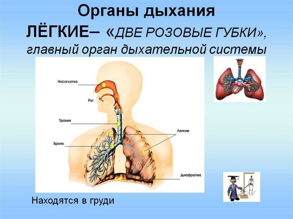 Презентация по дыхательной системе анатомия