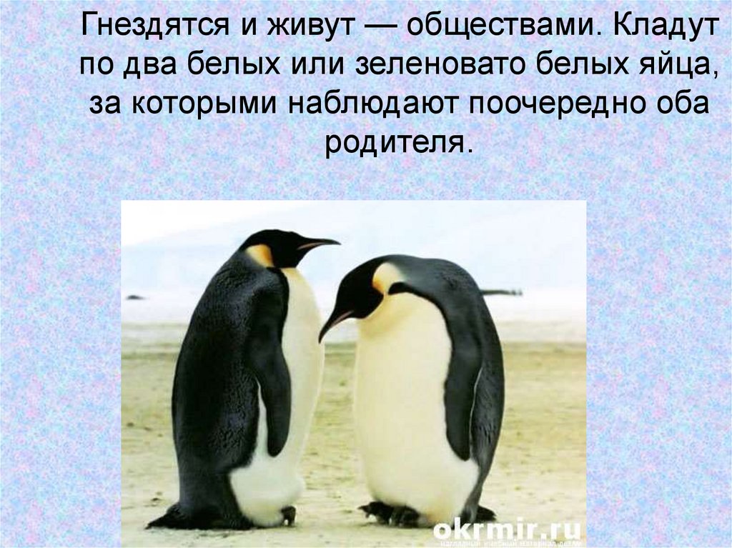 Про пингвина рассказ 1. Презентация на тему пингвины. Сведения о пингвинах. Пингвин 2 класс. Рассказ о пингвине.