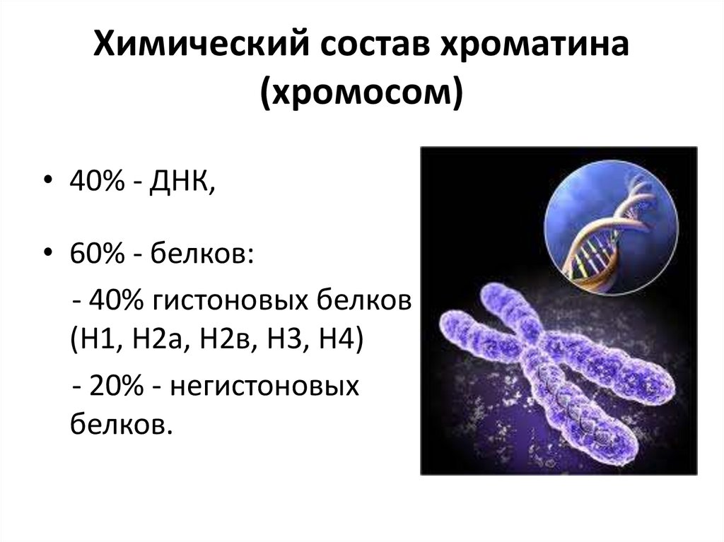 Хромосомы живых клеток. Структура хромосомы эукариот. Химический состав хроматина. Строение хроматина и хромосомы. Химическая организация хромосом эукариот.