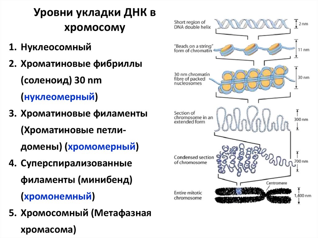 Днк 04.03 2024. Уровни укладки ДНК В составе хроматина. Уровни упаковки ДНК В хромосоме эукариот. Уровни компактизации ДНК эукариот. Таблица уровни организации хромосом структура.