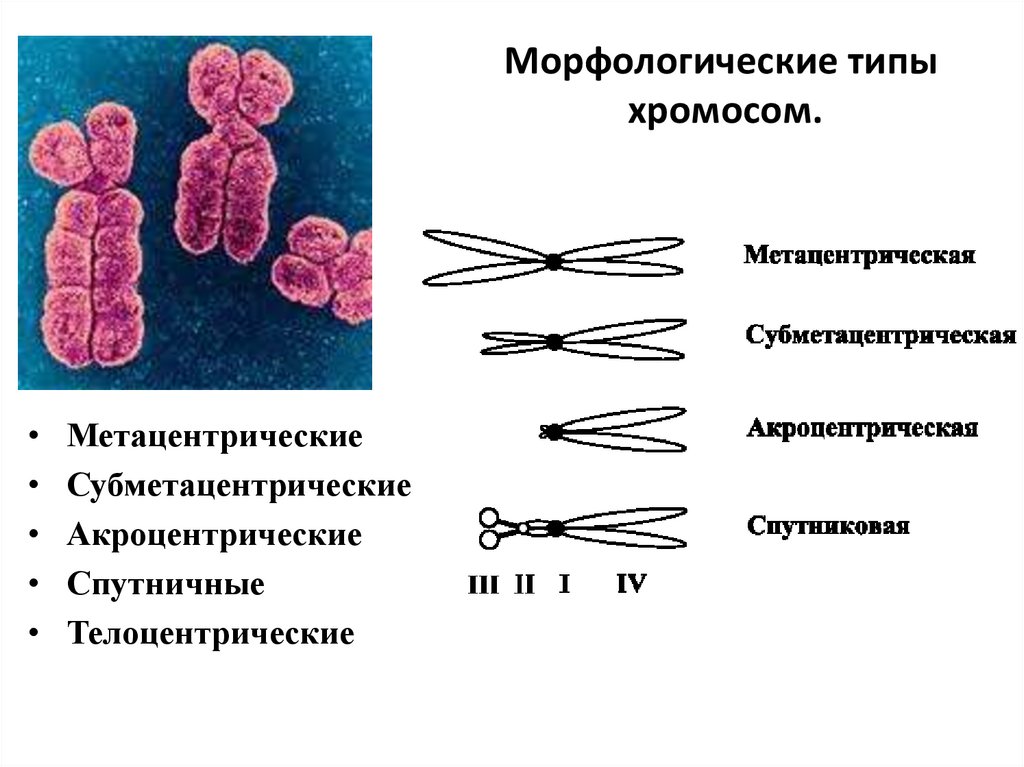 Какие типы хромосом вам известны. Субметацентрические хромосомы. Акроцентрические хромосомы строение. Хромосома морфология хромосом.