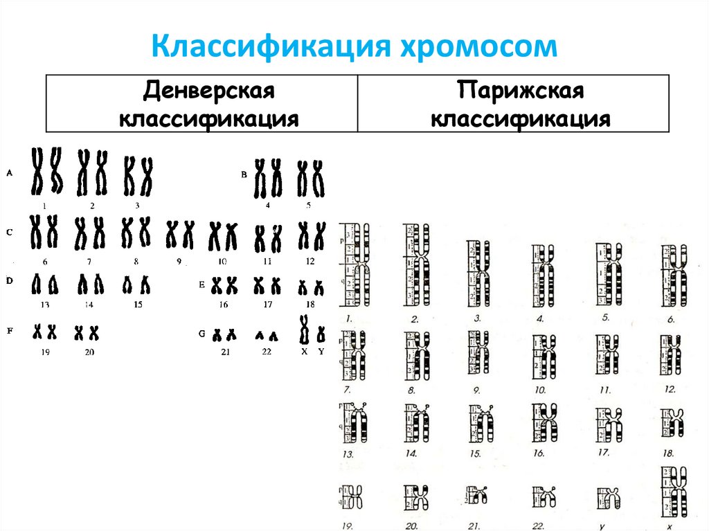 Хромосом группы d. Денверская классификация хромосом метод окрашивания. Парижская классификация хромосом. Денверская классификация хромосом человека таблица. Парижская классификация хромосом человека.