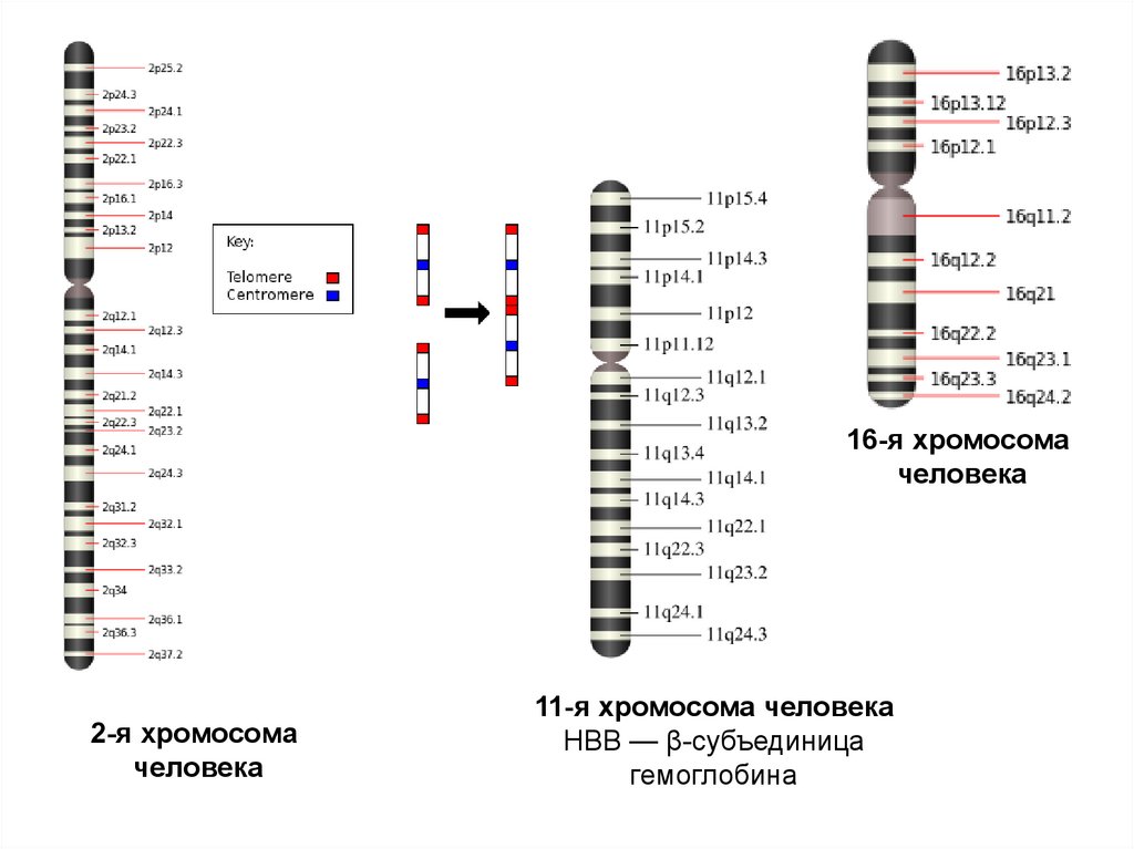 Местоположение генов в хромосоме. Q11-q15 хромосома. 11q12.1 схема хромосомы. Идиограмма хромосом. Строение хромосом человека.