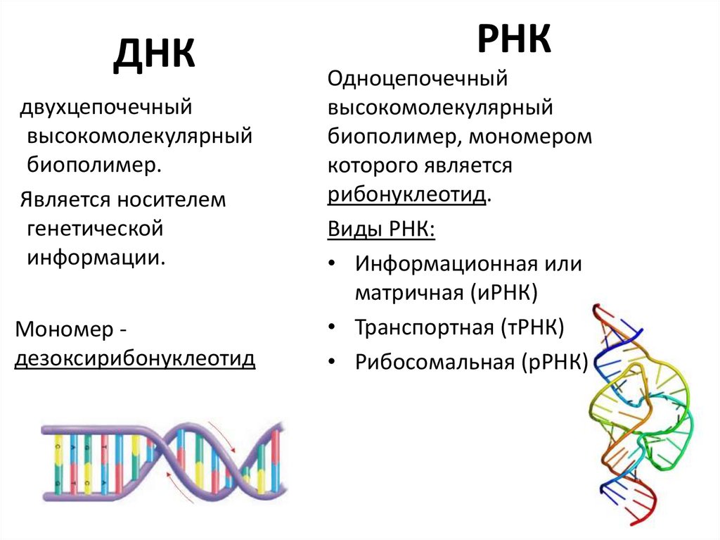Структура молекулы днк рнк. ДНК И РНК. Мономер РНК. Сходства и различия ДНК И РНК. Мономеры ДНК И РНК.
