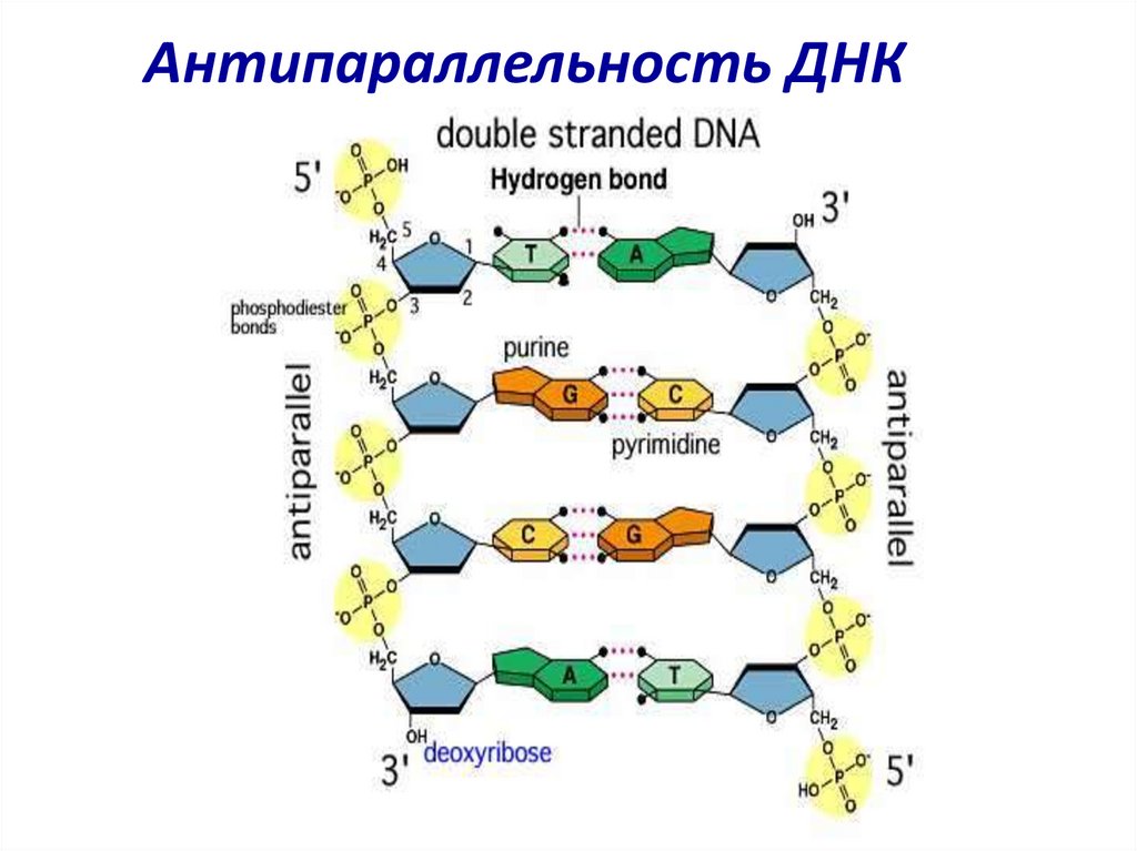 5 3 концы рнк и днк. Строение ДНК антипараллельность. Антипараллельная структура ДНК. Строение ДНК 5 И 3 концы. Схема ориентации цепей молекулы ДНК.