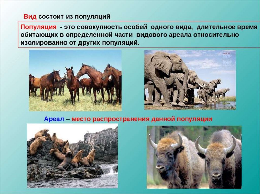 Как называется совокупность животных. Виды популяций. Примеры популяций в биологии. Вид и популяция примеры. Названия популяций животных.