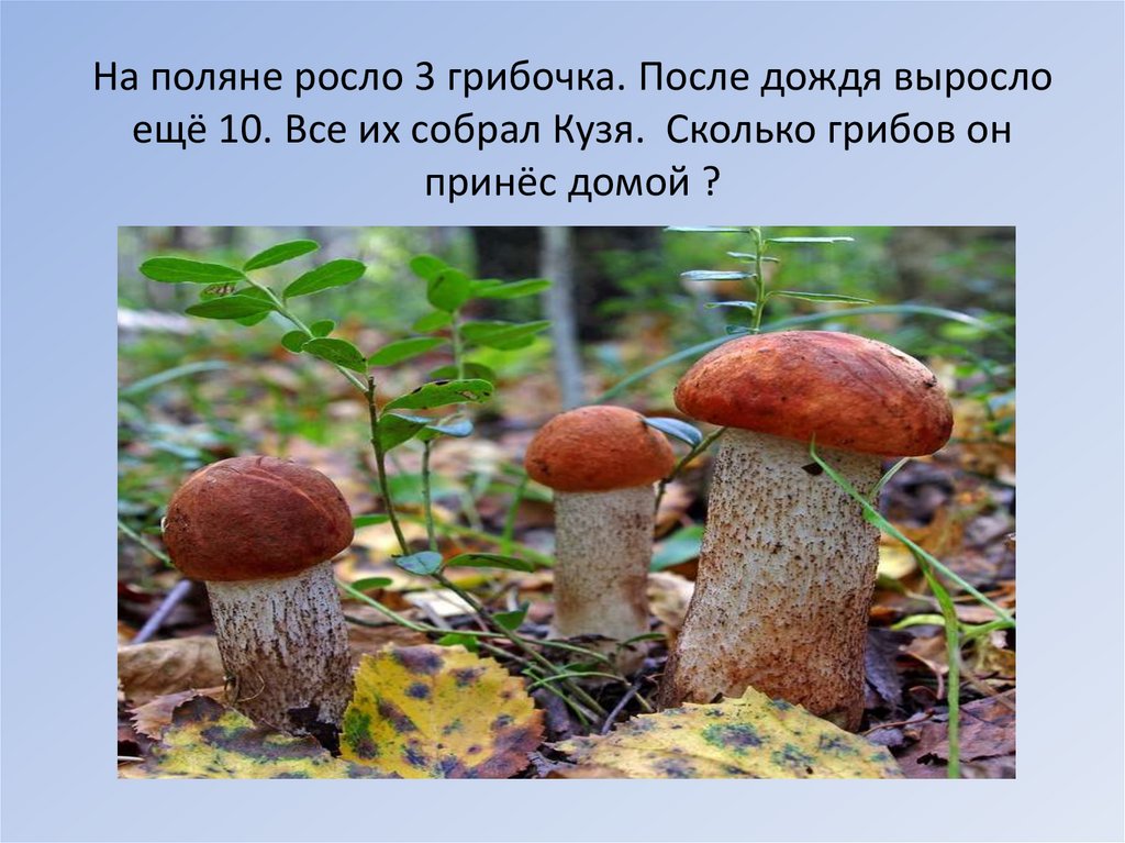 И быстро растет после. Грибы растущие после дождя. Сколько растут грибы. Сколько времени растет гриб. Быстрорастущий гриб.