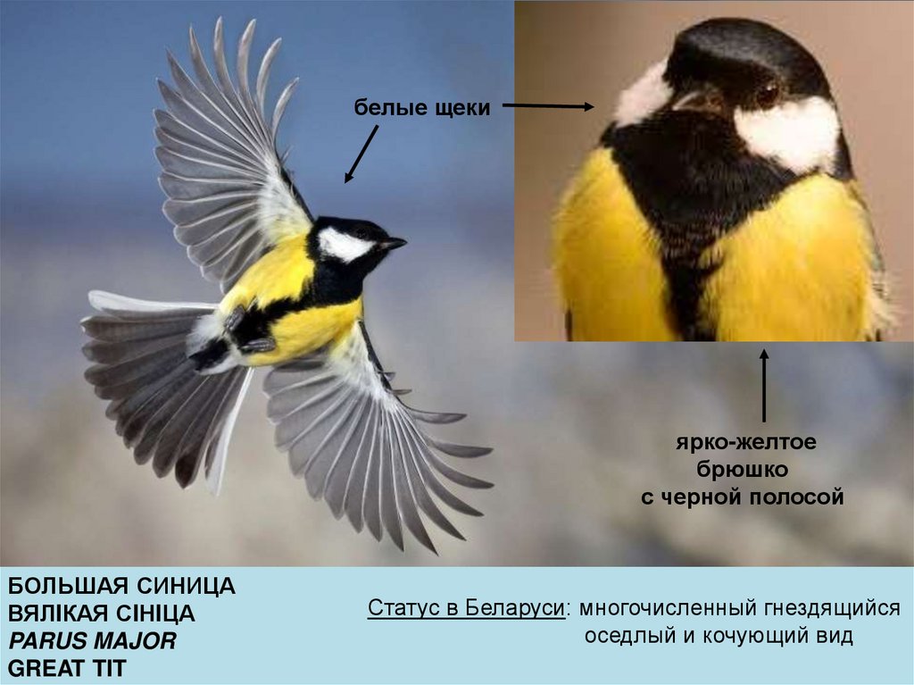 Презентация птицы беларуси