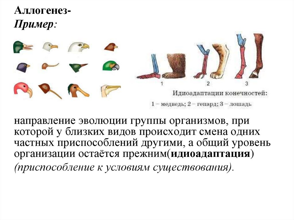 Какой путь достижения биологического прогресса обозначен на рисунке цифрой 1 дайте определение