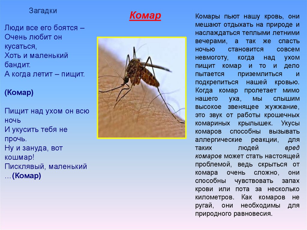 Почему комар пищит. Вредные насекомые для человека. Комар пищит. Самые опасные насекомые. Комар пищит над ухом.