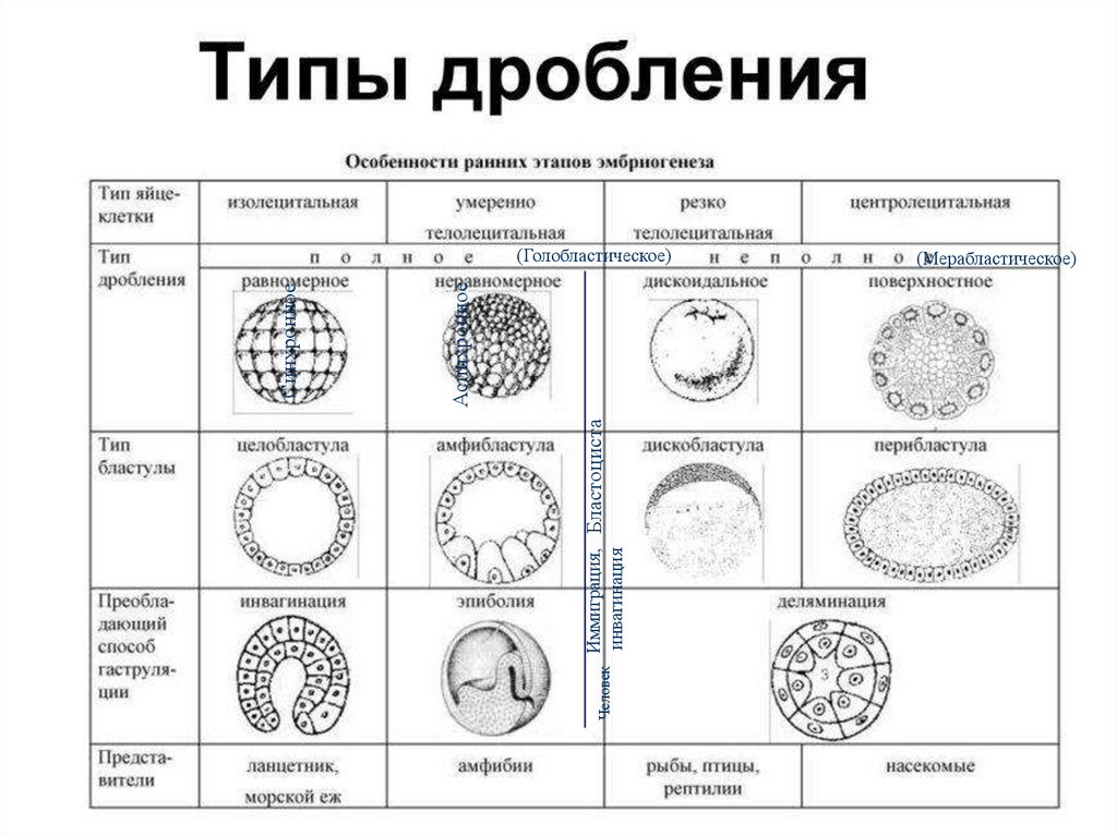 Восстановите подписи к немой схеме этапы эмбрионального развития зигота