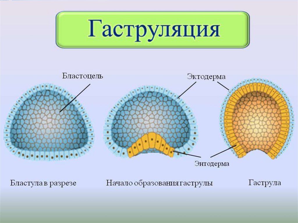 Гаструляция рисунок биология